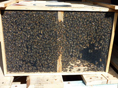 Packaged Bees